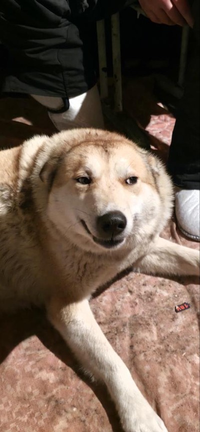 Евгений Гениевский