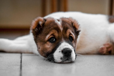 Анна Левкоева