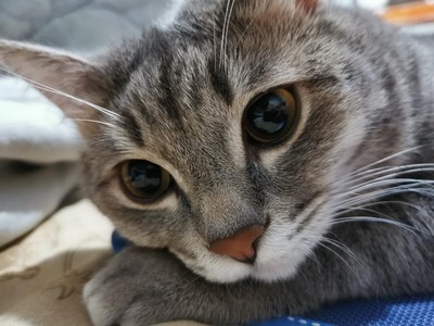 Савр Саранкаев