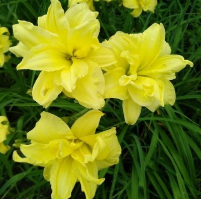 Ляйля Садуакасова