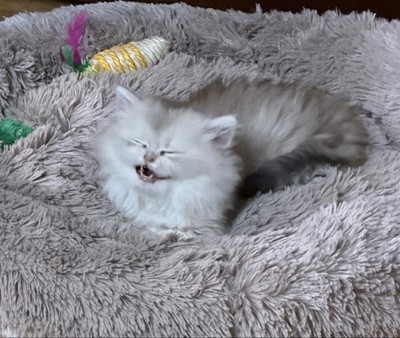 Икаева Людмила