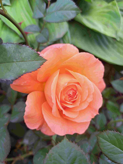 Оксана Перцева