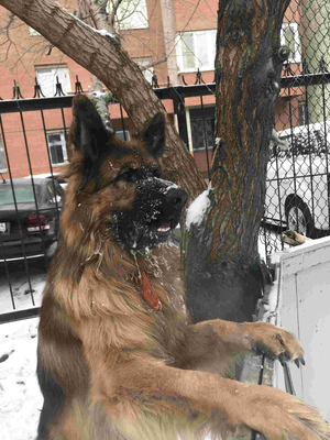 Зараменская Ирина